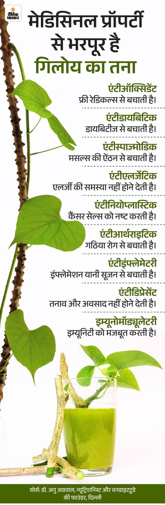 giloy-fresh-medicinal-herb-stems-natural-71CBthDD8WL.jpg