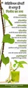 giloy-fresh-medicinal-herb-stems-natural-71CBthDD8WL.jpg