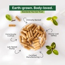 green-aura-tulsi-shield-capsules-30-caps-71CV+Ci62sL.jpg