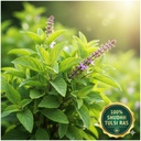 vedika-tulsi-ras-panch-tulsi-drops-the-l-71VaBxe1lCL.jpg