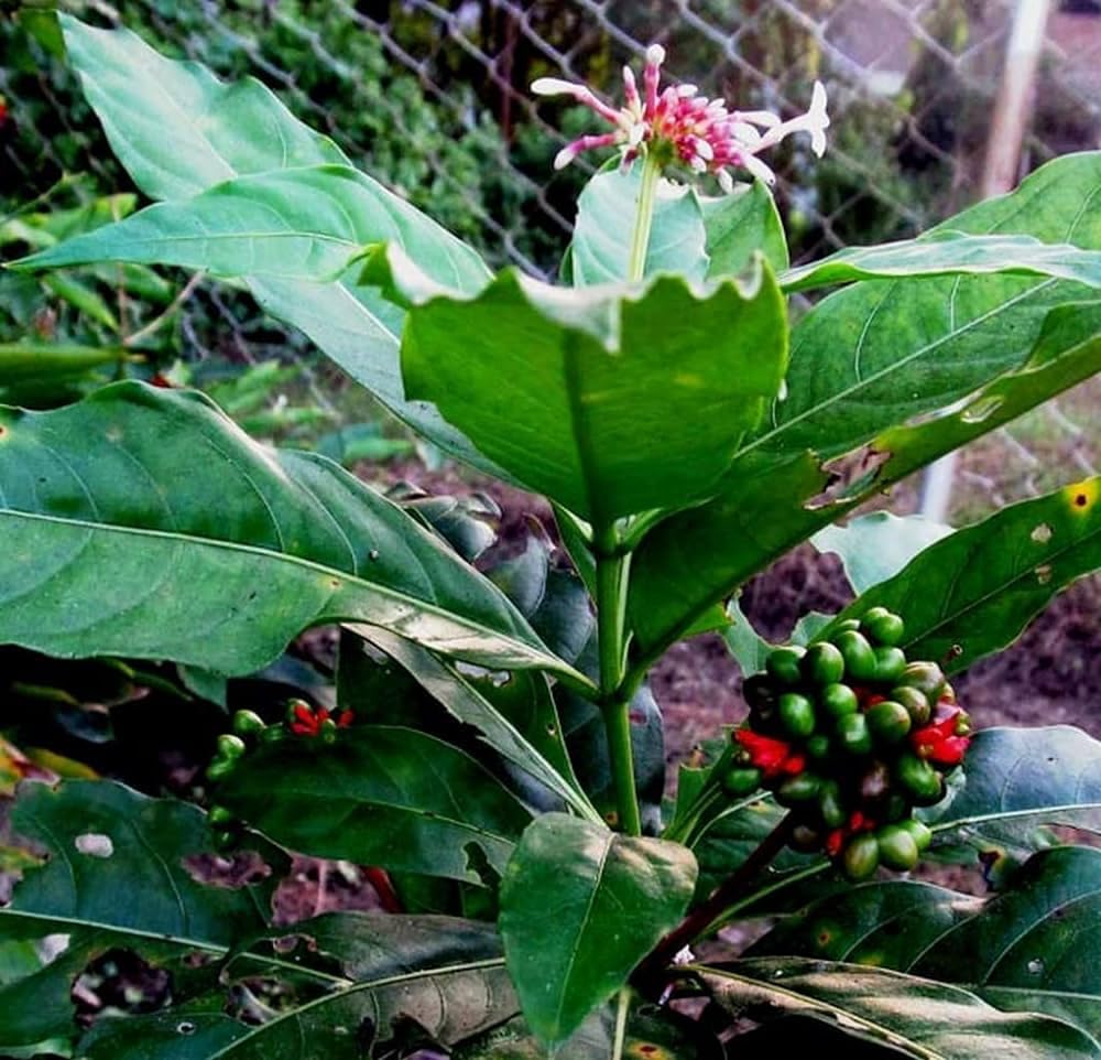 sarpa-gandha-plant-original-pack-of-1-61vNpjYJXaL.jpg
