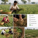 indrayan-roots-powder-100gm-indrayan-jad-81pTltXJajL.jpg