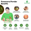 grandhike-organic-punarnava-powder-churn-61VsX99TugL.jpg