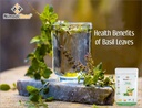tulsi-leaf-powder-holy-basil-leaf-powder-812ZtD-pciL.jpg