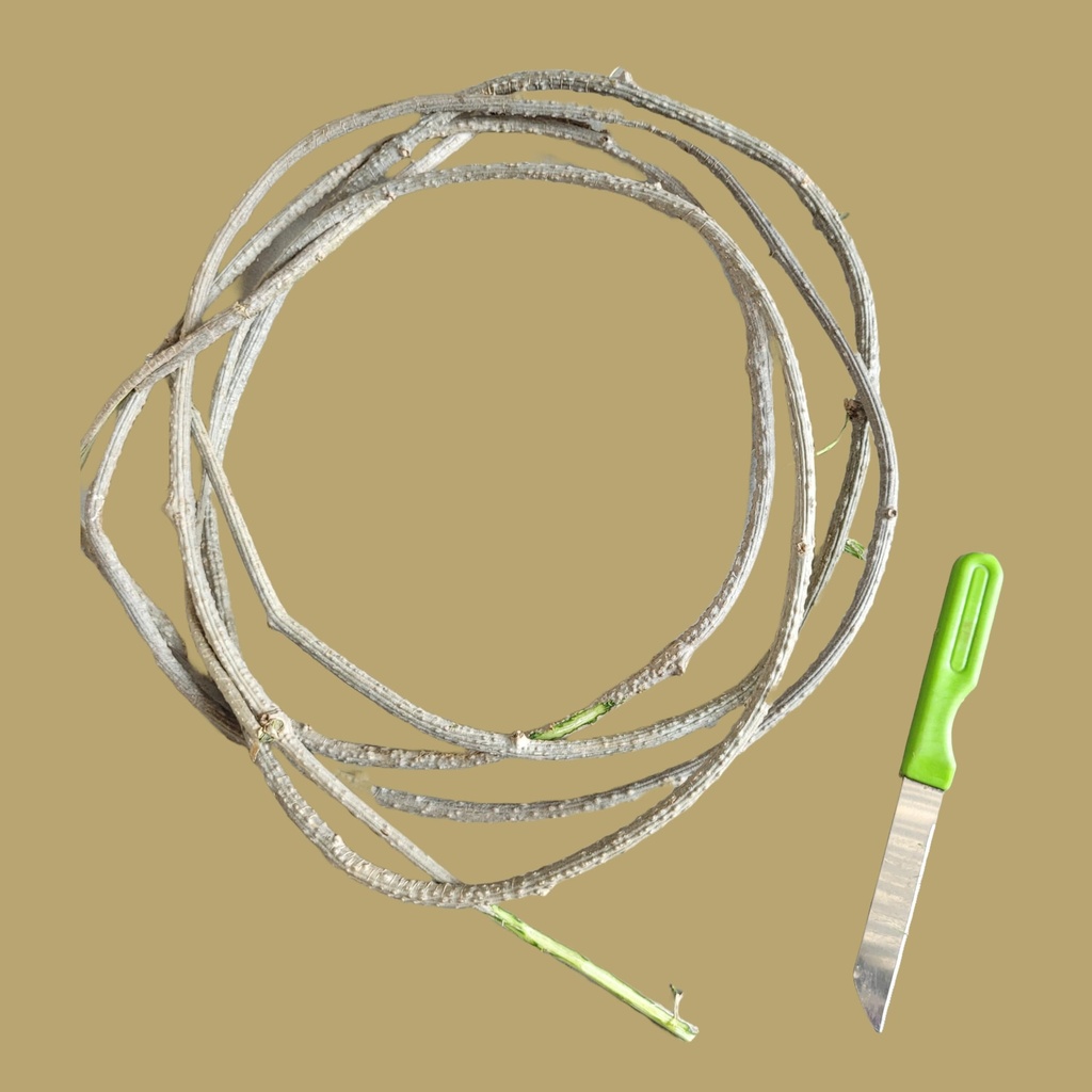 fresh-neem-giloy-sticks-100-inch-long-pr-71LDEzI8fqL.jpg