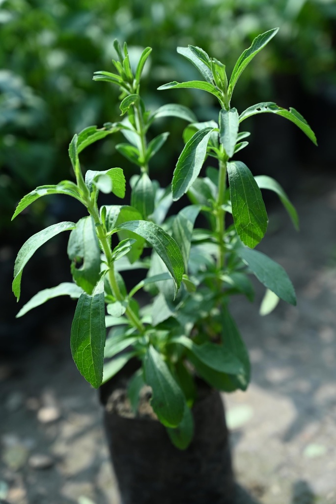 stevia-plant-online-pack-of-1-719gXX03awL.jpg