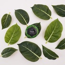 svasthya-body-mind-eucalyptus-vapor-rub--2.jpg