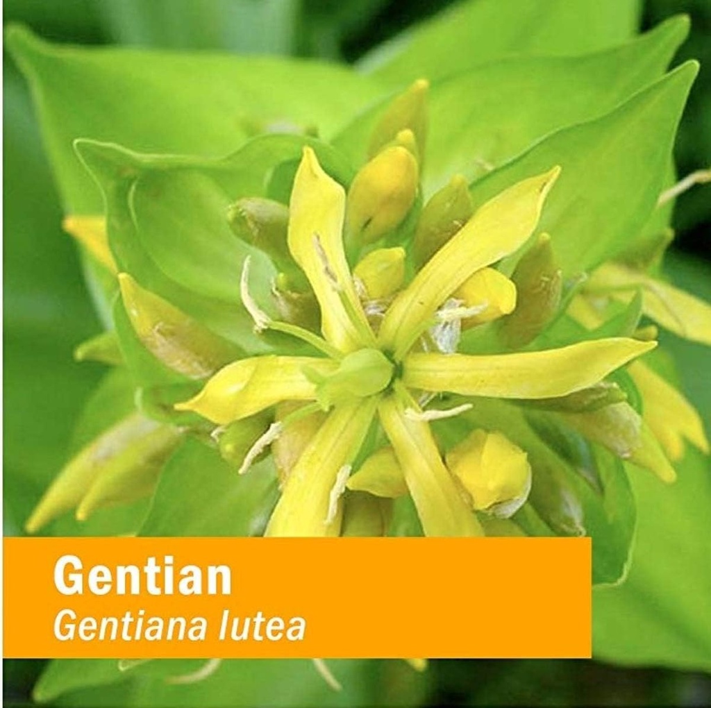herb-pharm-certified-organic-gentian-liq-2.jpg