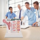 ultrassist-human-anatomy-osteoporosis-mo-5.jpg