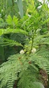 high-potency-healthy-cholesterol-support-6.jpg
