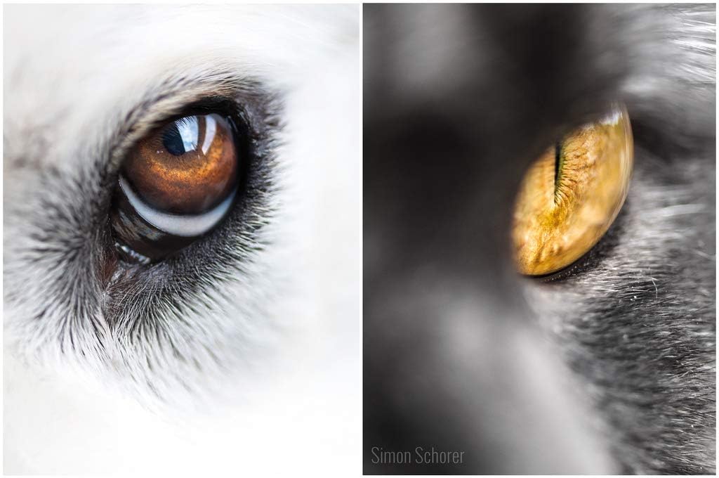 dog-eye-vitamins---pet-eye-health-comple-4.jpg
