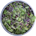 whole-food-microgreens---us-grown-small--2.jpg