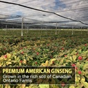 aki-american-ginseng-powder-with-4-ginse-4.jpg