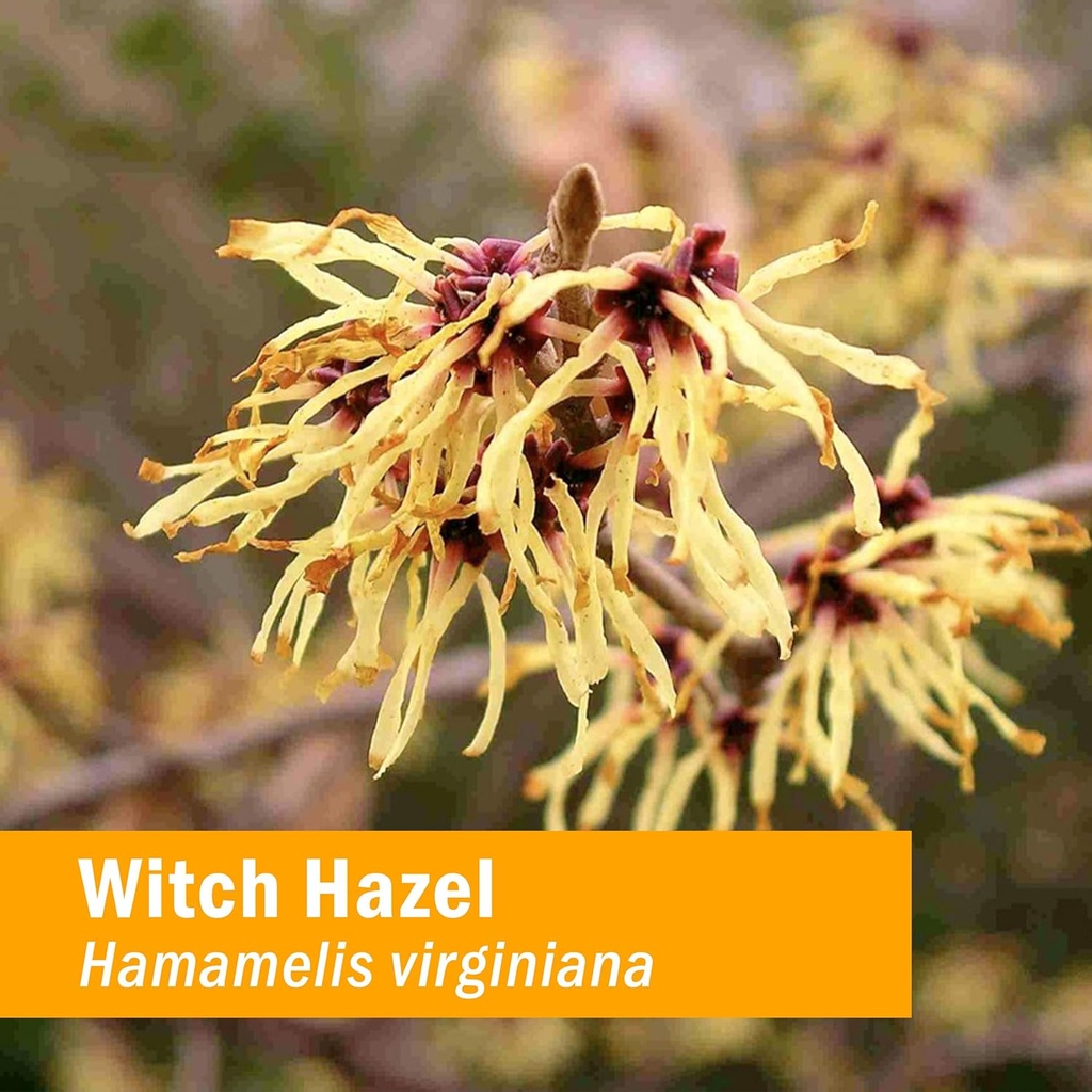 herb-pharm-witch-hazel-liquid-extract-1--2.jpg