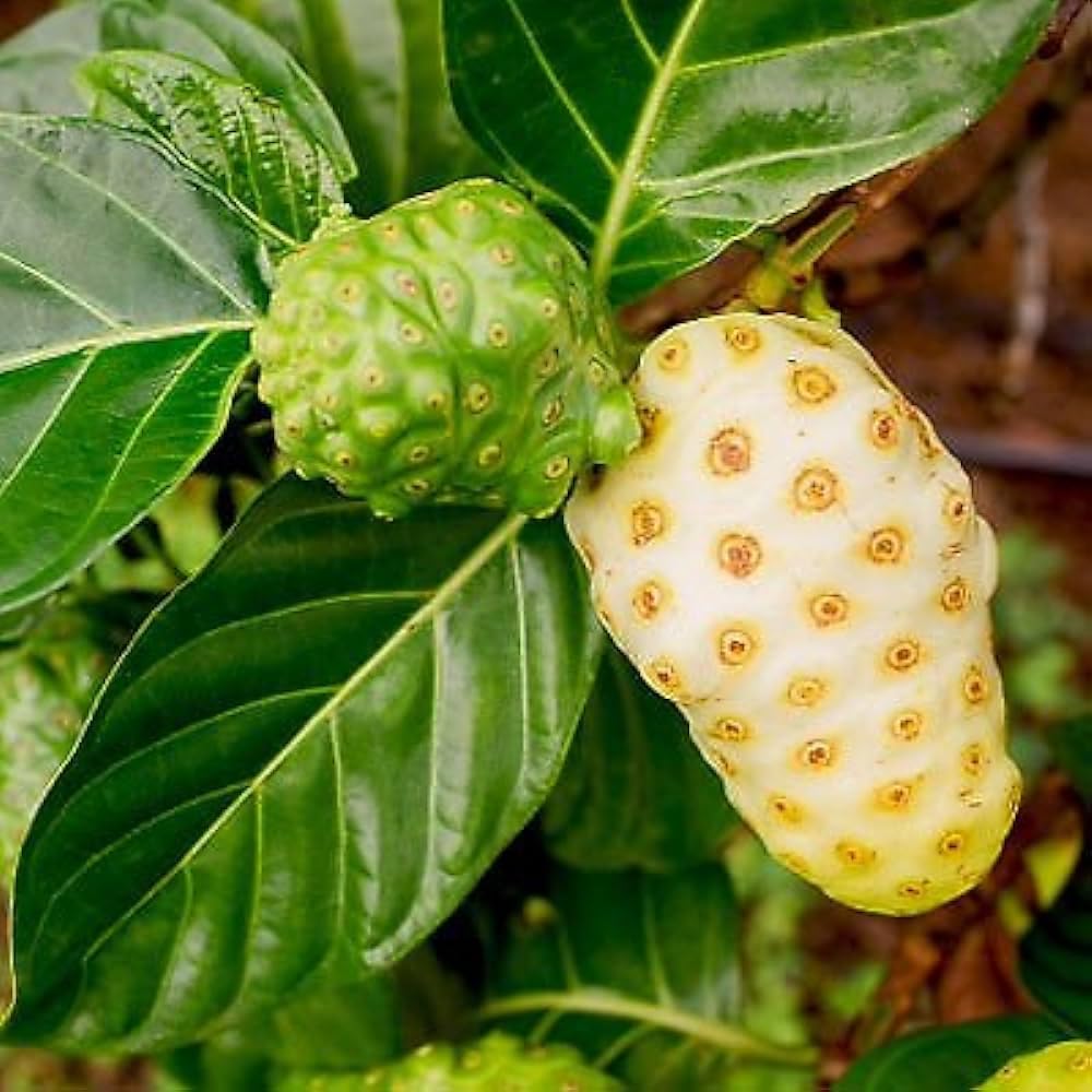 neotea-dry-noni-fruit-300-gm-pack-of-1-3.jpg
