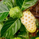 neotea-dry-noni-fruit-300-gm-pack-of-1-3.jpg