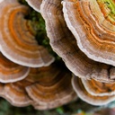 north-spore-organic-turkey-tail-tincture-6.jpg