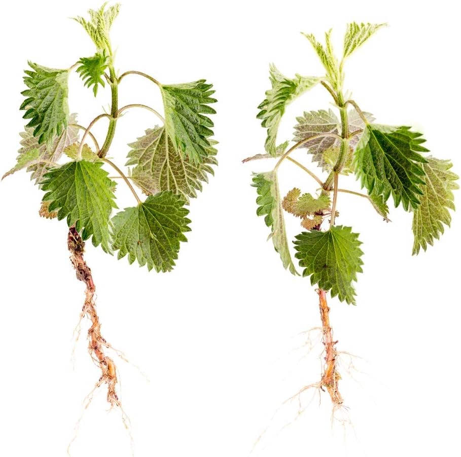 health-embassy-nettle-root-urtica-dioica-4.jpg