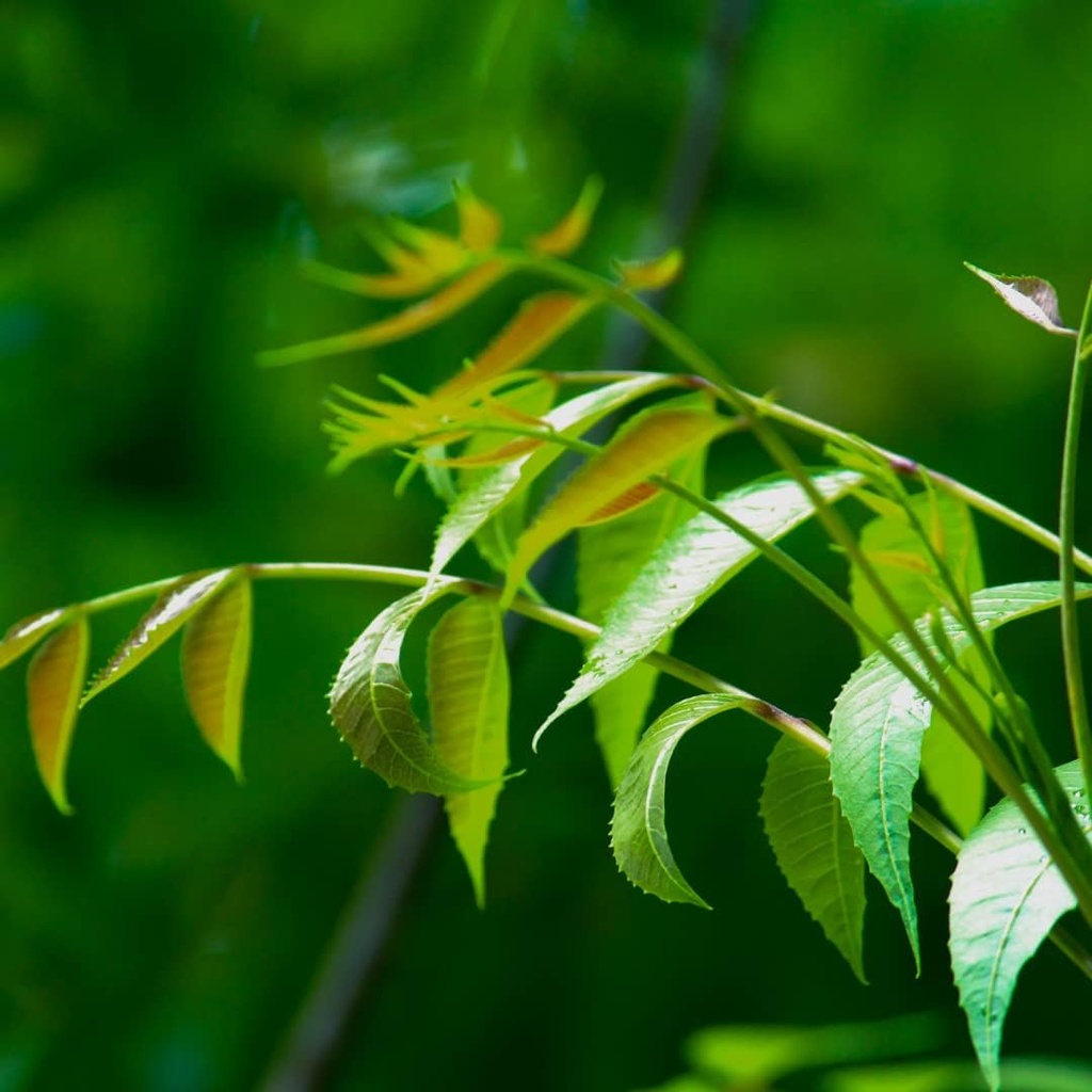 sewanti-neem-capsules---high-potency-ext-5.jpg