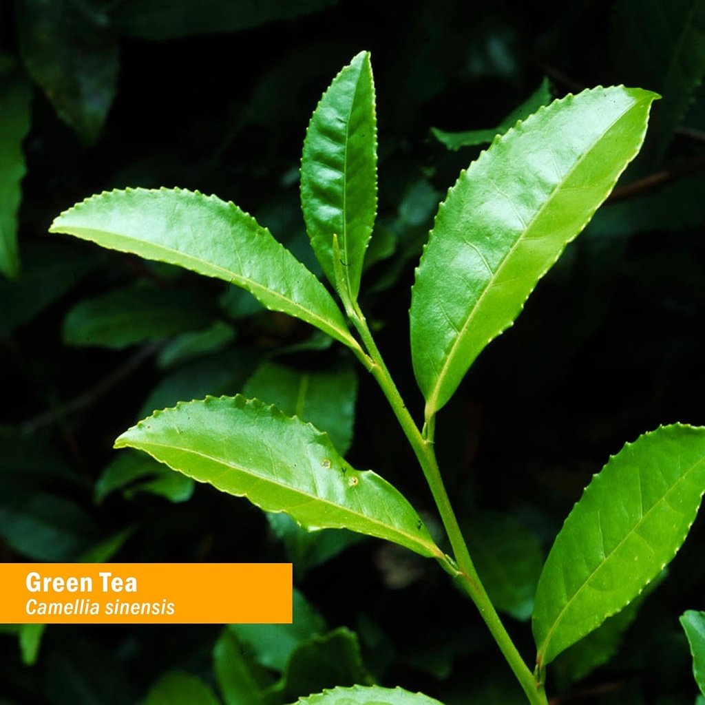 herb-pharm-green-tea-herb-glycerite-2-po-2.jpg