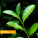 herb-pharm-green-tea-herb-glycerite-2-po-2.jpg