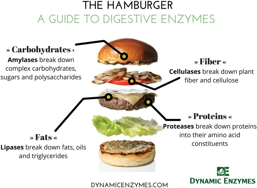 gluten-digestive-enzyme-30-count---diges-4.jpg