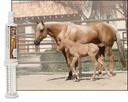 ultracruz-sc-516023-equine-calming-suppl-2.jpg