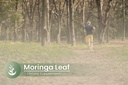 pure-original-ingredients-moringa-oleife-5.jpg