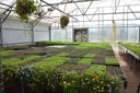 whole-food-broccoli-microgreen-powder----5.jpg