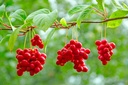 cedar-bear-liver-build-a-liquid-herbal-s-3.jpg