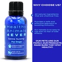 ha4e---canine-pregnancy-nursing-support--5.jpg