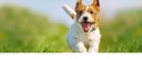 dog-immune-booster-organic---dogs-immune-3.jpg