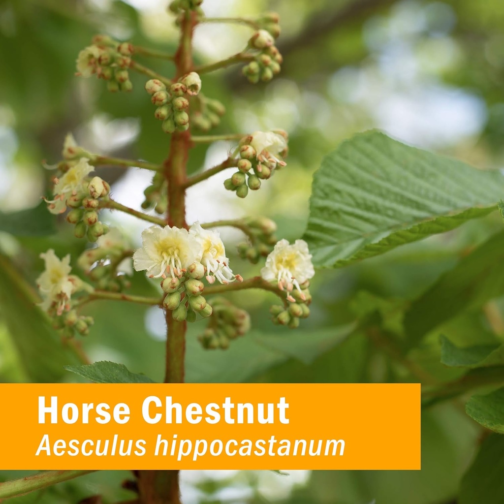 herb-pharm-horse-chestnut-liquid-extract-2.jpg