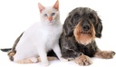 dog-urinary-diet---pets-urinary-health-c-3.jpg