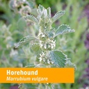 herb-pharm-horehound-liquid-extract-for--6.jpg