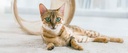 cat-uti-supplement---cat-urinary-health--3.jpg