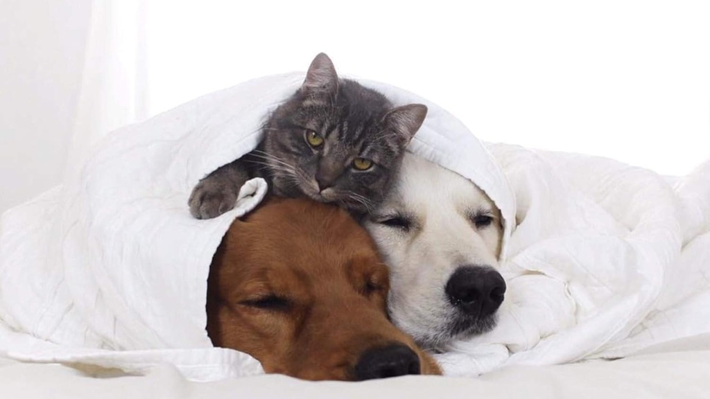 i-love-my-pets-llc-dog-immune-system-boo-4.jpg