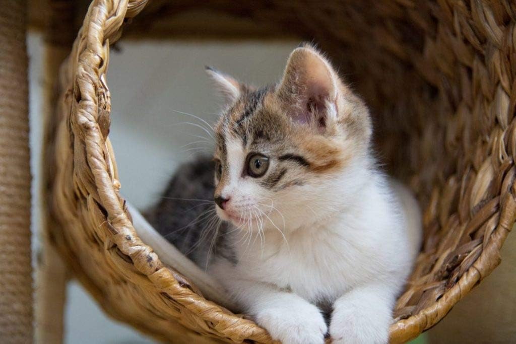 i-love-my-pets-llc-cat-immune-system-boo-4.jpg