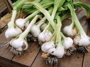japanese-garlicajo-japones-100-natural-1-6.jpg