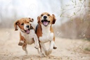 dog-immune-boost---dog-eye-health---adva-3.jpg