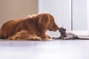 veterinarian-approved-super-pet-nutritio-6.jpg
