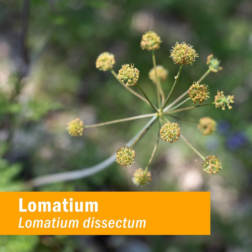 herb-pharm-lomatium-liquid-extract-for-i-3.jpg