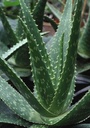 3-pounds-organic-extra-large-aloe-vera-b-2.jpg