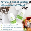 vesisorb-ubiquinol-qh-zinc-complex-bundl-2.jpg