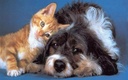 i-love-my-pets-llc-dog-immune-supplement-3.jpg