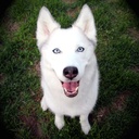 dog-eyesight-supplement---dogs-eye-healt-3.jpg