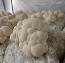 organic-lions-mane-turkey-tail-tincture--5.jpg