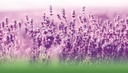 Lavender Pure Oil 500mg, 100% Pure & Natural Cold macerated Extract, 40 softgel Capsules 6