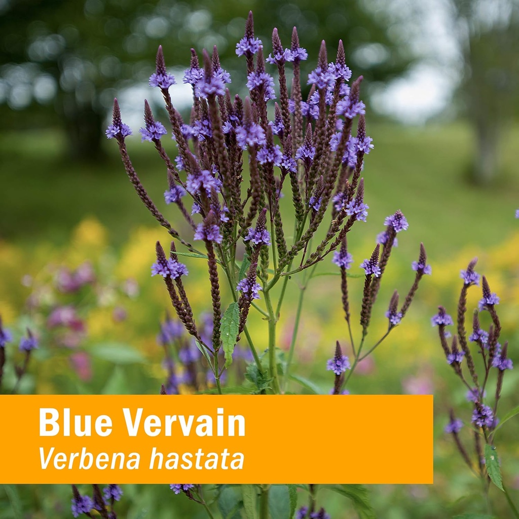 Herb Pharm Certified Organic Vervain Liquid Extract, Blue, 1 Fl Oz 3