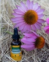 Herb Pharm Certified Organic Echinacea Root Liquid Extract for Immune System Support, Alcohol-Free Glycerite, 4 Ounce 6